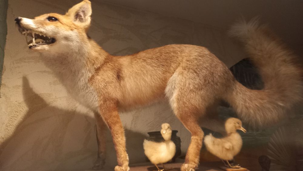 RENARD NATURALIS&Eacute; Décoration