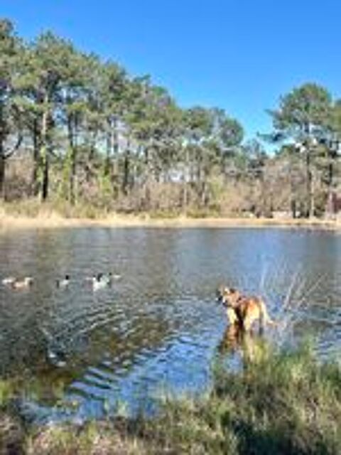   Don chien type cane corso x malinois  