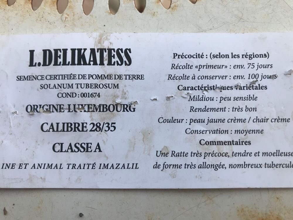 37 plants de pomme de terre de qualit&eacute; Jardin
