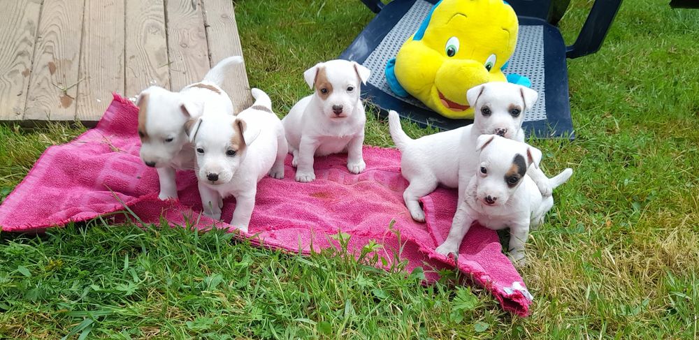   A réserver chiots Jack Russell Terrier 