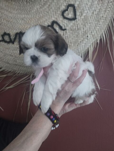 Adorable b&eacute;b&eacute;s Shih-tzu 950 62150 Houdain