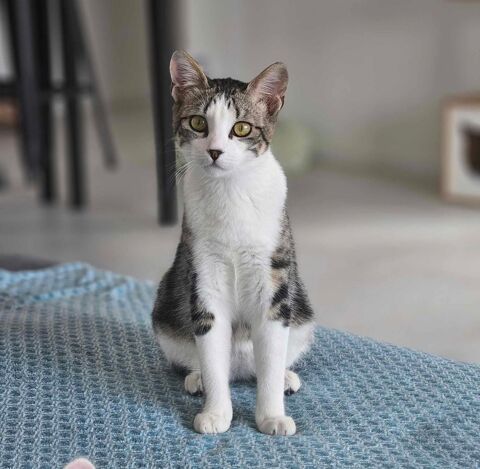 Tanguy jeune chat 6 mois gentil et timide cherche famille aimante 120 11000 Carcassonne