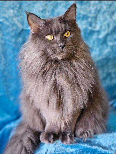 Femelle maine coon loof 450 34220 Saint-pons-de-thomires