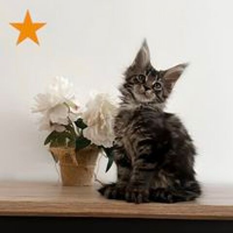   Chaton Maine Coon PP LOOF  