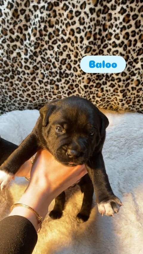 B&eacute;b&eacute;s Staffie 1500 79120 Mess�