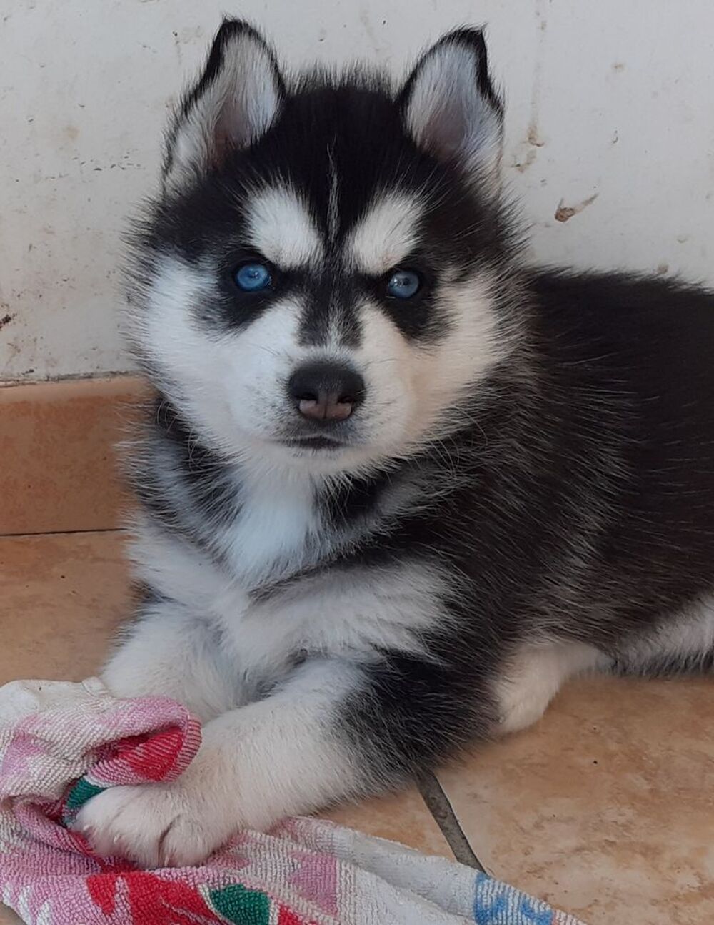   HUSKY MÂLE LOF YEUX BLEUS  