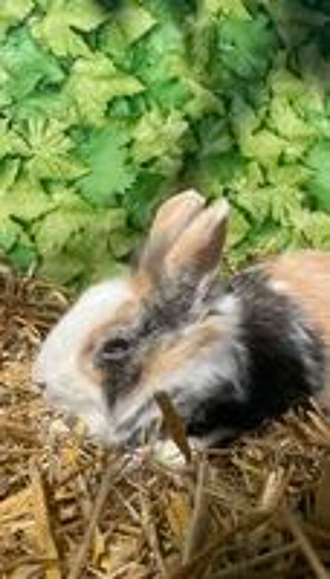   Lapin(e)s têtes de lion  