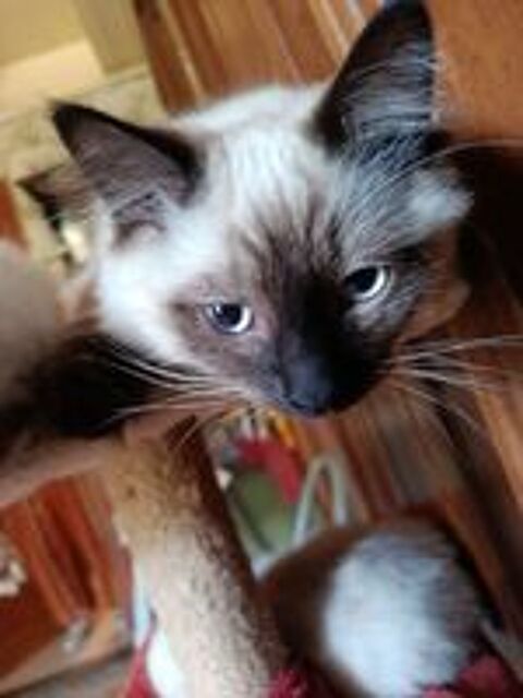   Chaton siamois  