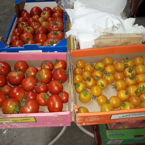 Tomates - tomates cerise-concombres-courgettes 1 Vertus (51)