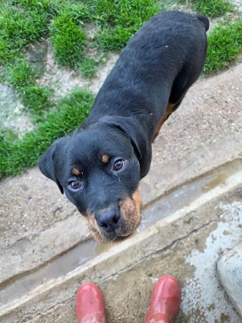 Rottweiler 400 77750 Saint-cyr-sur-morin