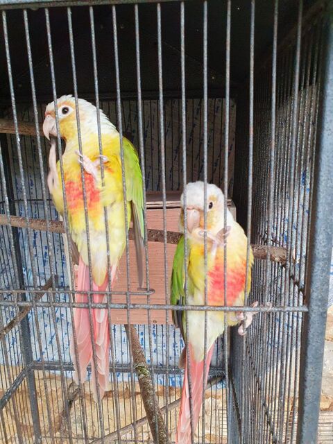 Couple conure molinea ananas bagu&eacute; 2ans 
200 16450 Saint-claud