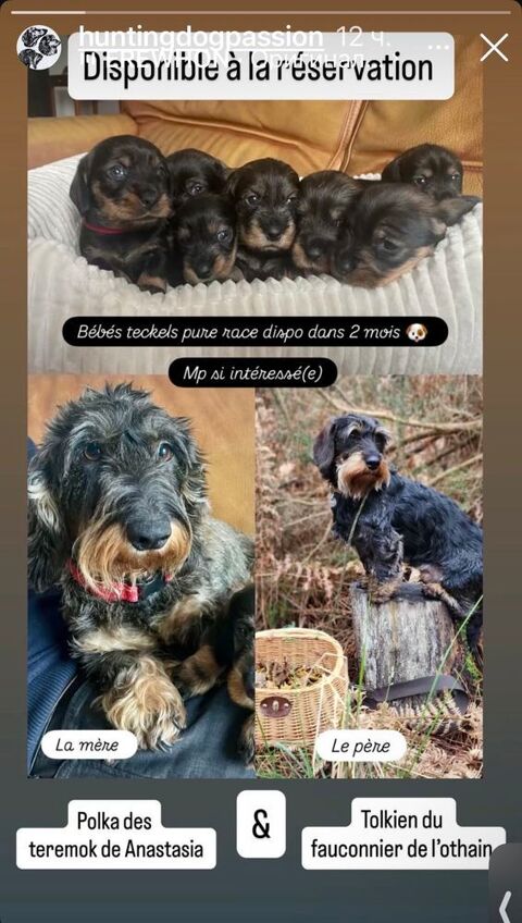 Chiots Teckel standard poil dur LOF 1400 40230 B�nesse-maremne