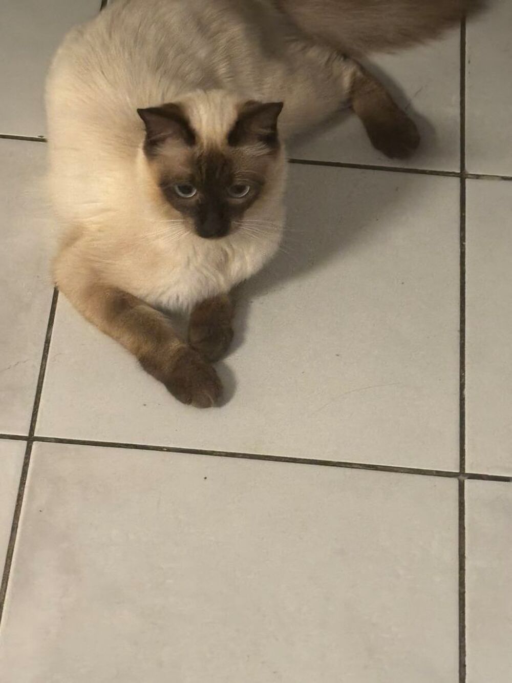   Chat  