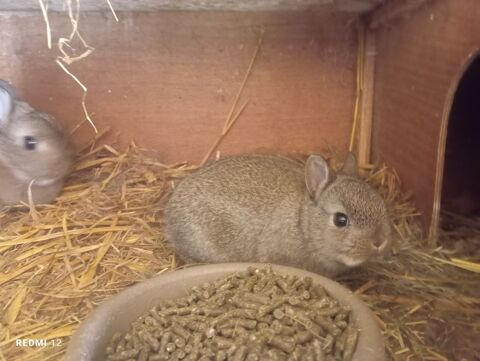 Lapin nain b&eacute;b&eacute; femelle 35 59310 Beuvry-la-for�t