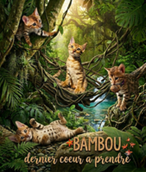   Chatons Bengals LOOF paiement en plusieurs fois 
