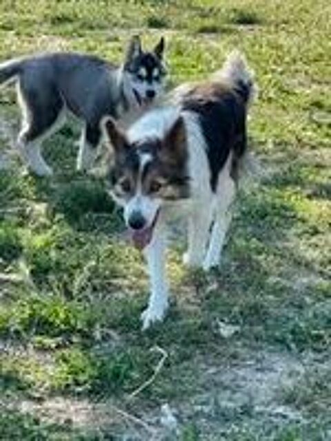   Chien TIYA à l adoption 