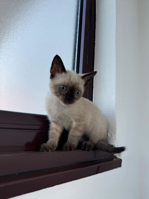 Chaton siamois  1000 59650 Villeneuve-d'ascq