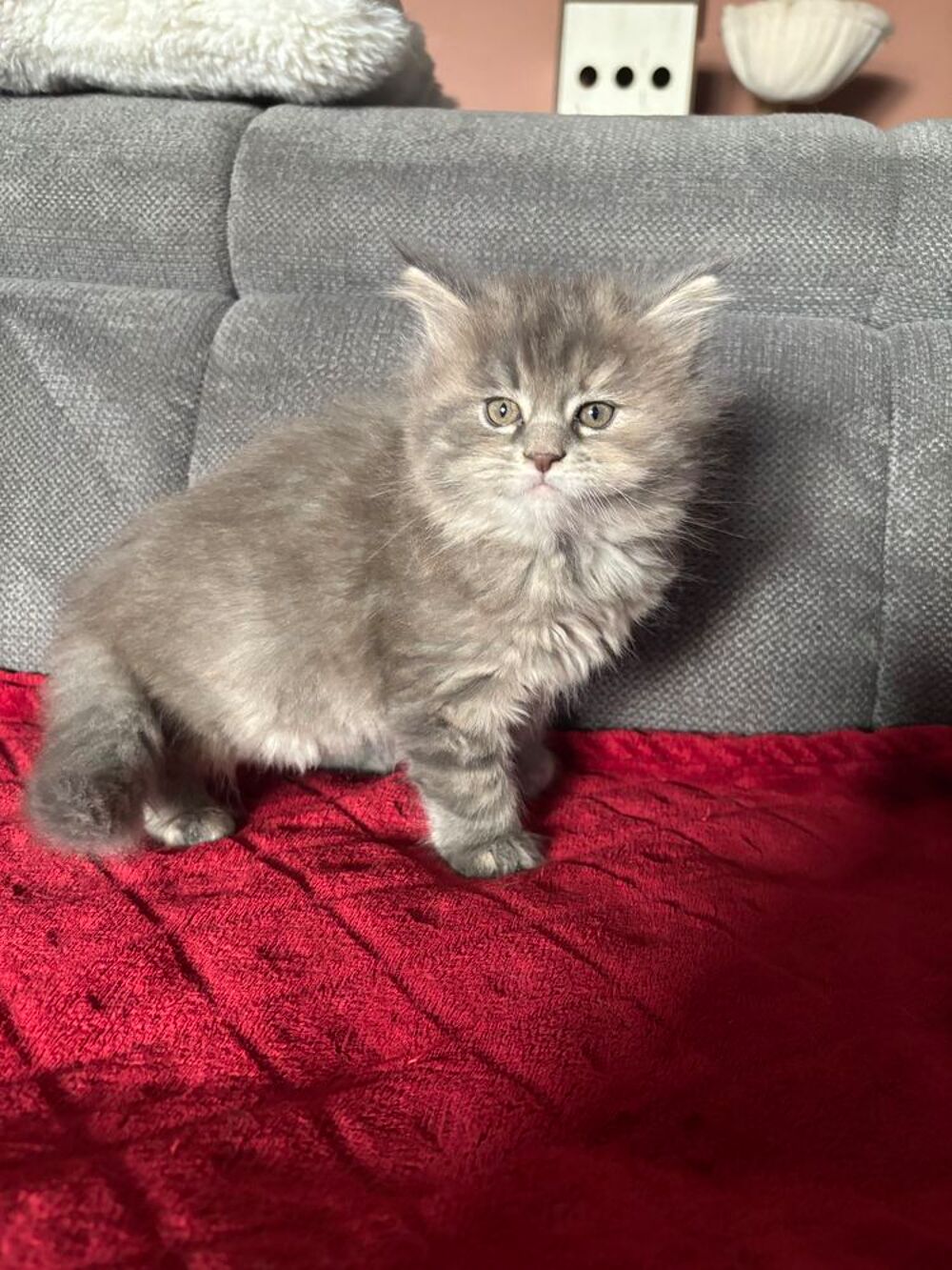   Chaton type Maine coon 