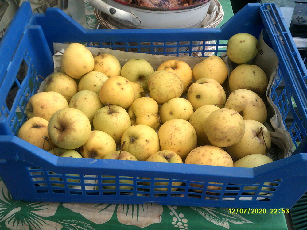 Pommes golden BIO Jardin