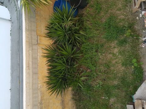 Pousse yuccas 5 Port-Saint-Louis-du-Rh�ne (13)