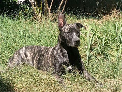 &Agrave; adopter contre bons soins : Tonio 4 ans 0 31860 Pins-justaret