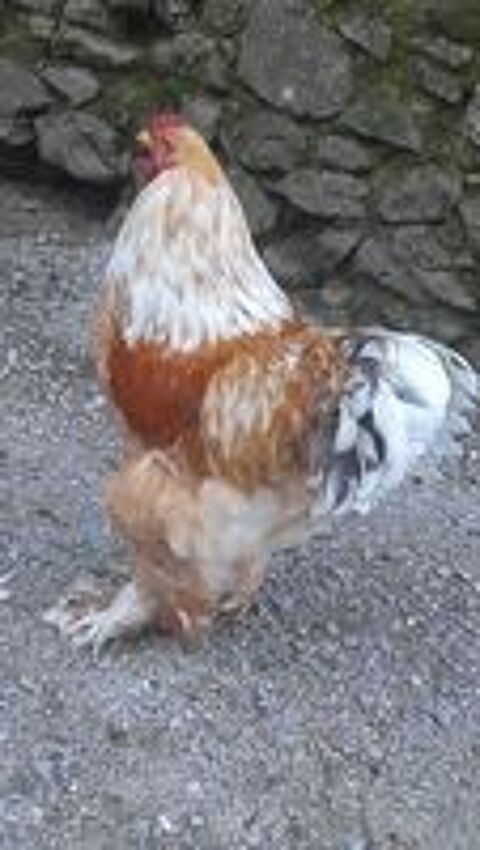   Joli coq brahmas fauve splash 
2 ans 