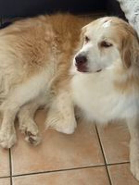   Donne chienne 7 ans  