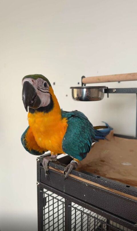 Perroquet Ara Ararauna 0 69120 Vaulx-en-velin