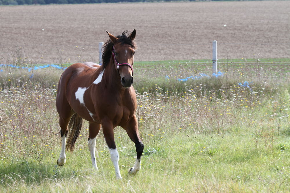   cheval american 