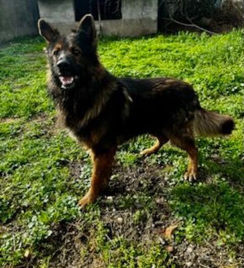 ALEX, chien type berger allemand poils longs, 4 ans 200 34500 Bziers