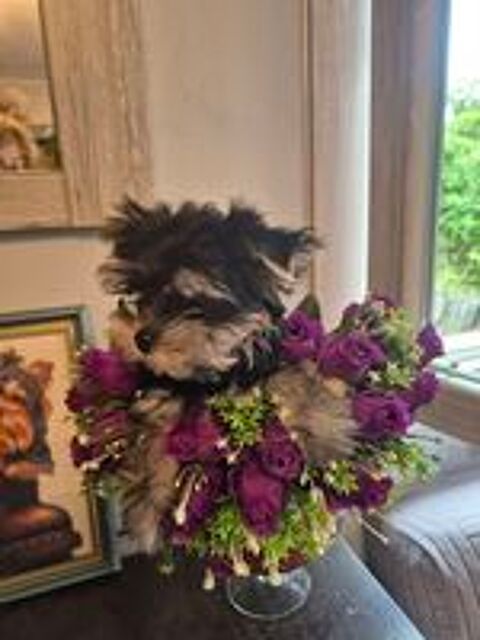   Vend chiot mâle Yorkshire vacc puce 
