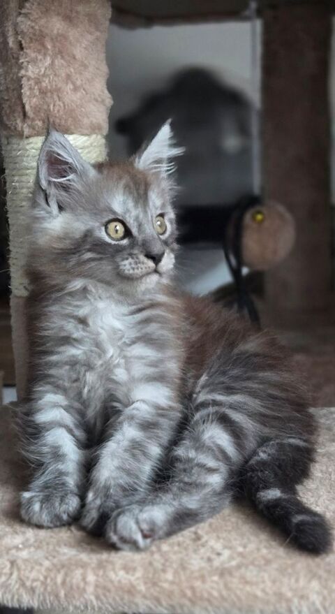Chaton maine coon 1200 70270 M�lisey