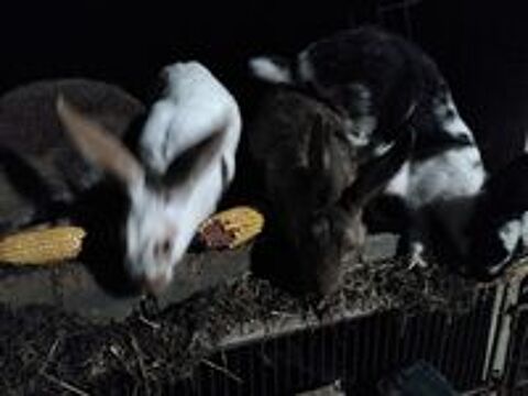   Lapins fermiers 
