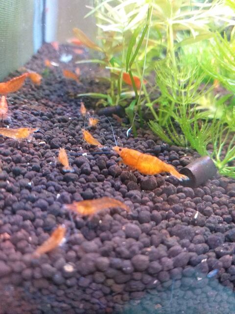 Crevette Orange Sunkist. 1 67390 Marckolsheim