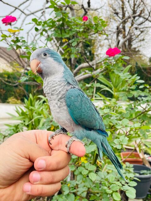 Très Belles Conure souris EAM Bien Apprivoiser Bagués 2025 290 94450 Limeil-brvannes