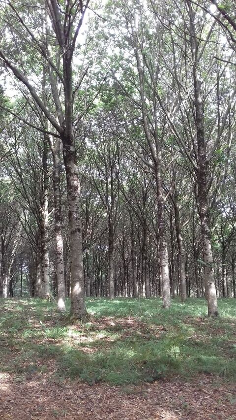 Chtaigne a rcolter 3 Ploemeur (56)