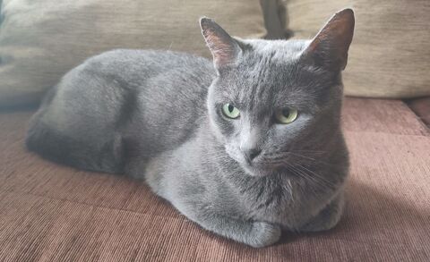 Daphn&eacute;e superbe chatte chartreux a ladoption 0 01480 Messimy-sur-sa�ne