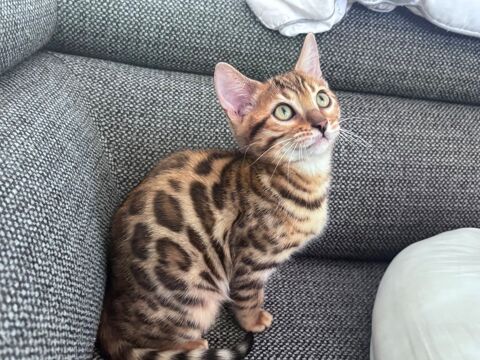  Chatons Bengal Silver et Brown avec magnifiques rosettes 1500 38390 Montalieu-vercieu