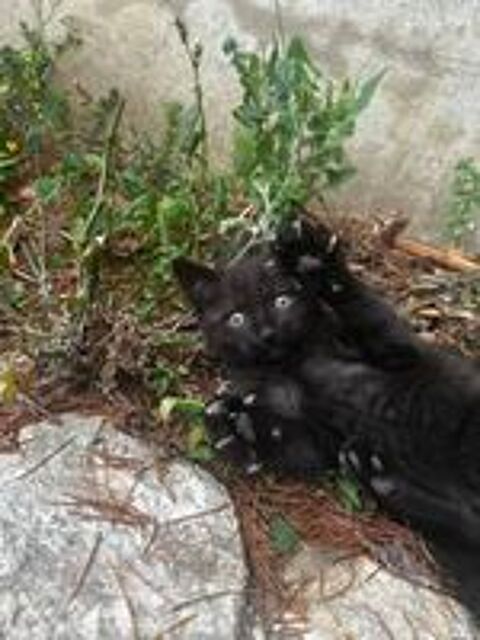   Chaton femelle 
