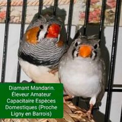   Diamant Mandarin. /. Kakariki  