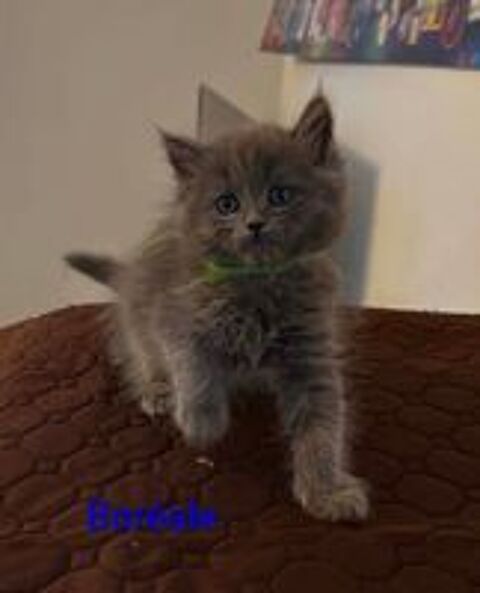   6 chatons maines coon croisés persan (4 males et 4 femelles) 