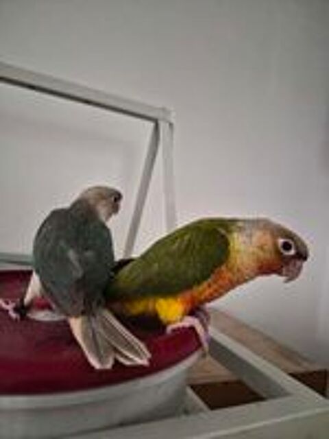  Oiseaux pyrrhura  