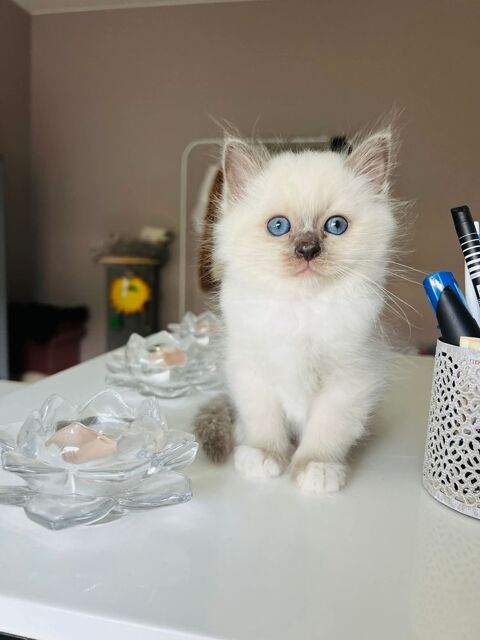 Adorable chatons Sacr&eacute; de Birmanie 325 69100 Villeurbanne