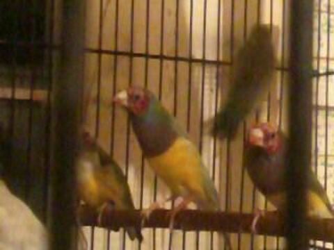 MALE DIAMANTS GOULD 50 75017 Paris