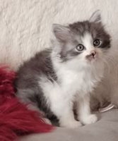   à réserver 8 chatons sibérien 