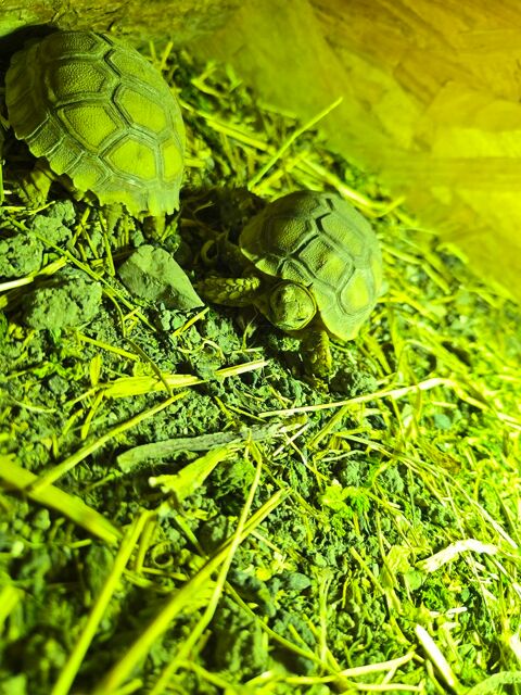 Tortue de terre 150 62160 Bully-les-mines