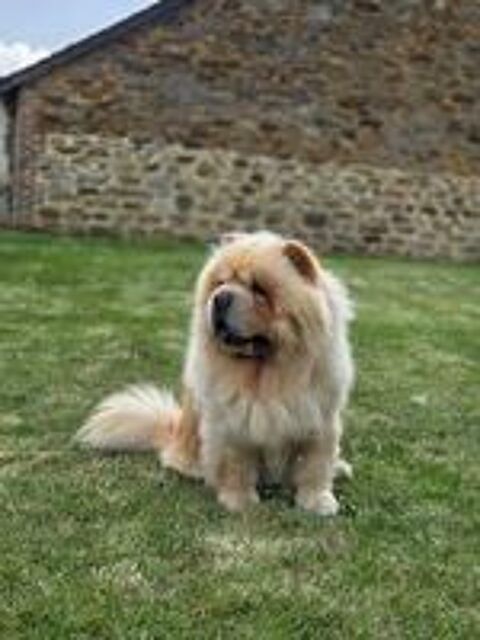   Chow-Chow Mâle pour saillie  