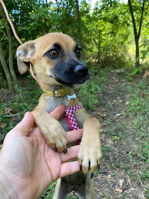 BELLE   actuellement en Ukraine 0 75018 Paris