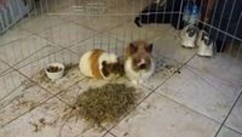   Garde animaux: chien, chat, rongeur,oiseau, tortue. 