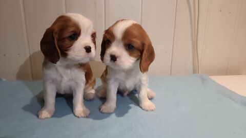 2 magnifiques chiots Cavalier King Charles LOF 1500 24130 Le fleix